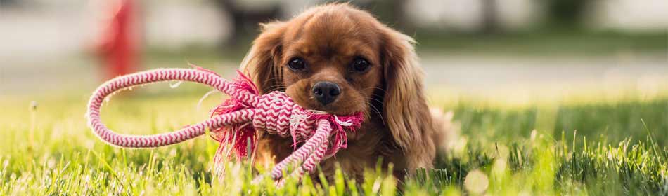 Pet sitters, dog walkers in the Northampton County, PA area