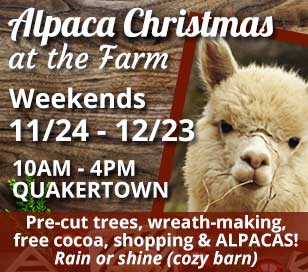 Alpaca Christmas at Harley Hill Farm! Looking for that old fashioned and magical family holiday experience? Bring the family to our 1880s beautiful Bucks County farm, Black Friday, SMALL BUSINESS SATURDAY, and every Saturday and Sunday, from 10-4pm to visit with our 30 alpacas, including 3 babies. Enjoy a complimentary cup of hot cocoa as you browse through the local PRE-CUT Christmas trees and listen to holiday music. Then go into the winter wonderland barn and warm your hands by the fireplace. Decorate a live wreath with your family with a handmade bow, holly, cones and sprigs all gathered here at the farm. Looking for a special gift? We have a large selection of unique alpaca products and yarns, everything from blankets, sweaters, rugs, mittens, gloves, hats, scarves, socks, teddy bears and much more. CREDIT accepted. We are open rain/snow or shine since we have a great DRY barn. Come share the ALPACA Christmas magic!